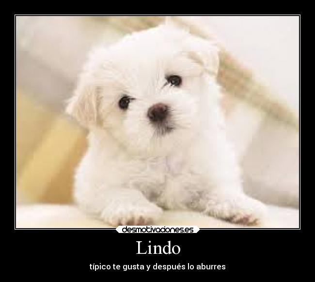 Lindo - típico te gusta y después lo aburres