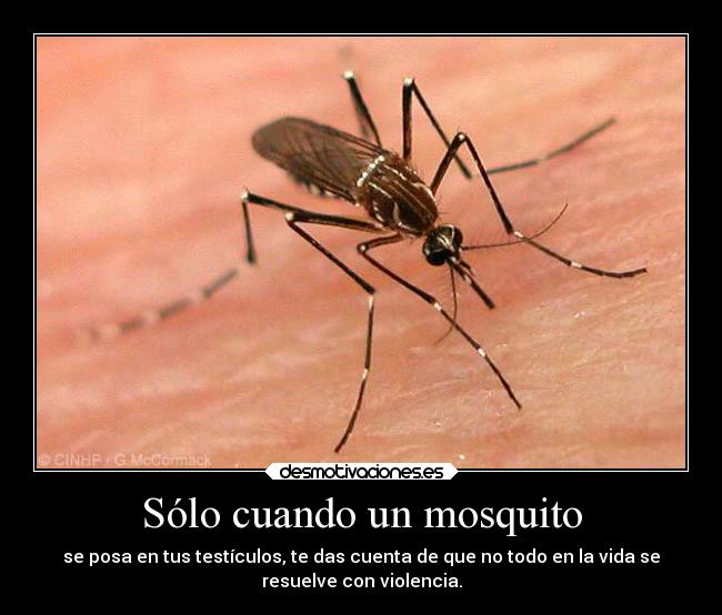 Sólo cuando un mosquito - se posa en tus testículos, te das cuenta de que no todo en la vida se
resuelve con violencia.