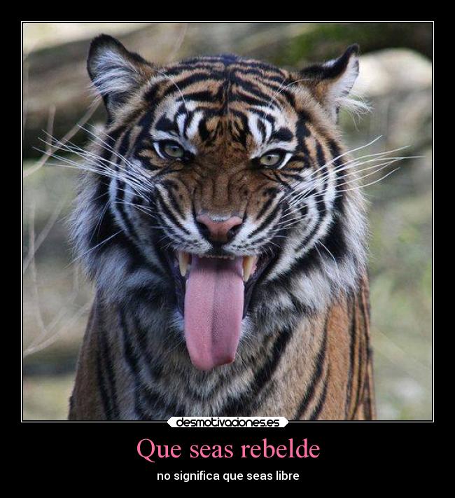 Que seas rebelde -