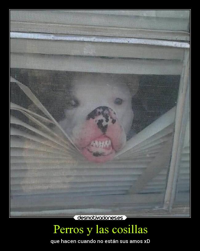 Perros y las cosillas - que hacen cuando no están sus amos xD