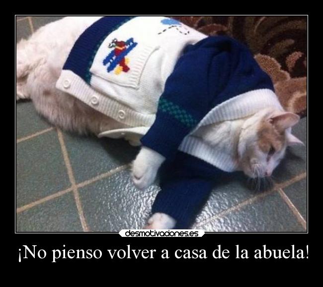 carteles casa gatos humor abuela breathebreathe wisdom ejercitodemar desmotivaciones