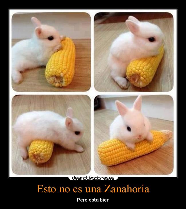 carteles comida animales humor kawai conejo meme tierno lindo comedia desmotivaciones
