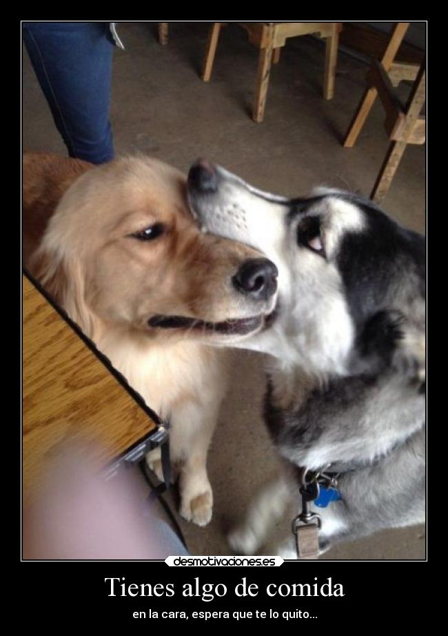 carteles comida humor comida perros mordisco desmotivaciones