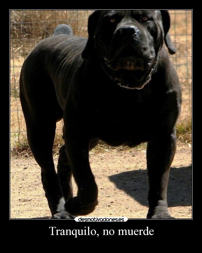 carteles desmotivaciones animales hook tranquilo morder perro pedazo desmotivaciones