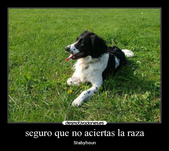 seguro que no aciertas la raza - Stabyhoun