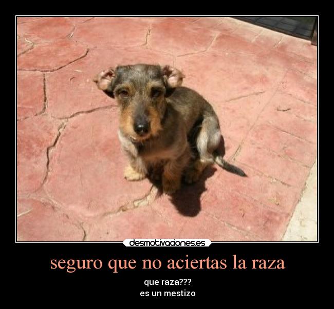 seguro que no aciertas la raza - que raza???
es un mestizo