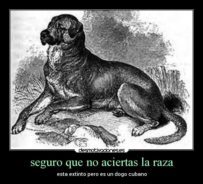 seguro que no aciertas la raza - esta extinto pero es un dogo cubano