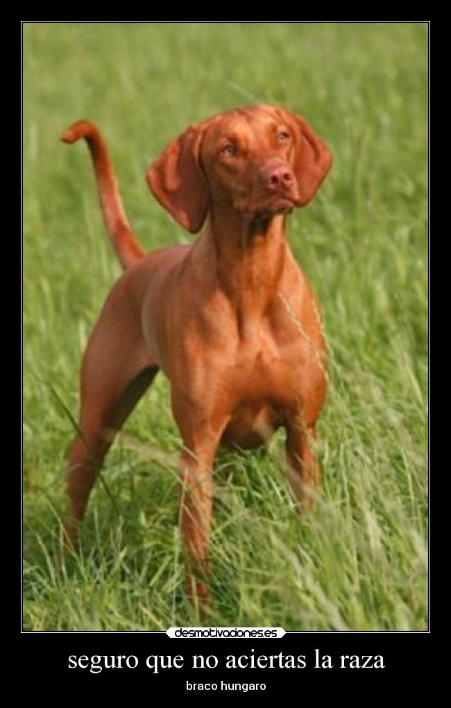 seguro que no aciertas la raza - braco hungaro