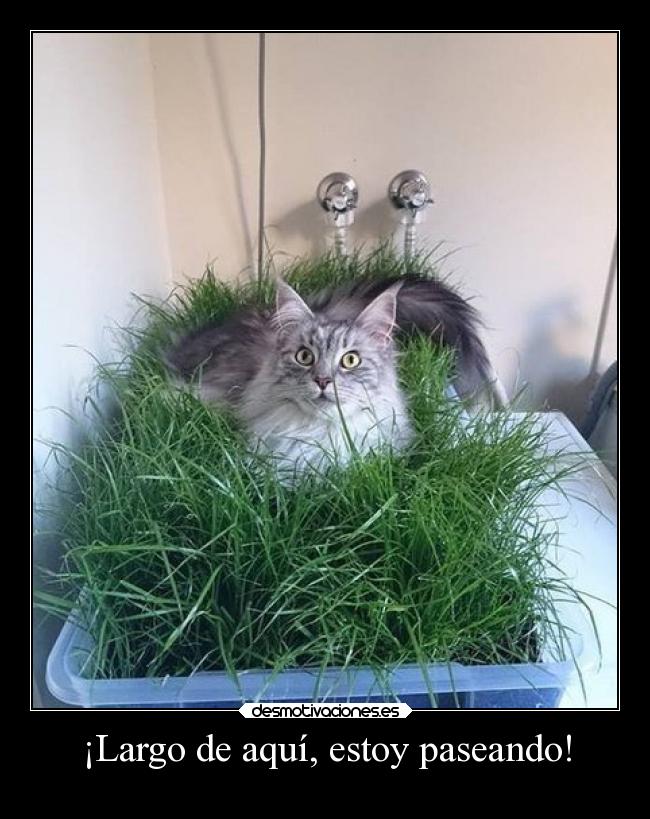 ¡Largo de aquí, estoy paseando! - 
