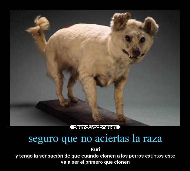 seguro que no aciertas la raza - Kuri
y tengo la sensación de que cuando clonen a los perros extintos este
va a ser el primero que clonen