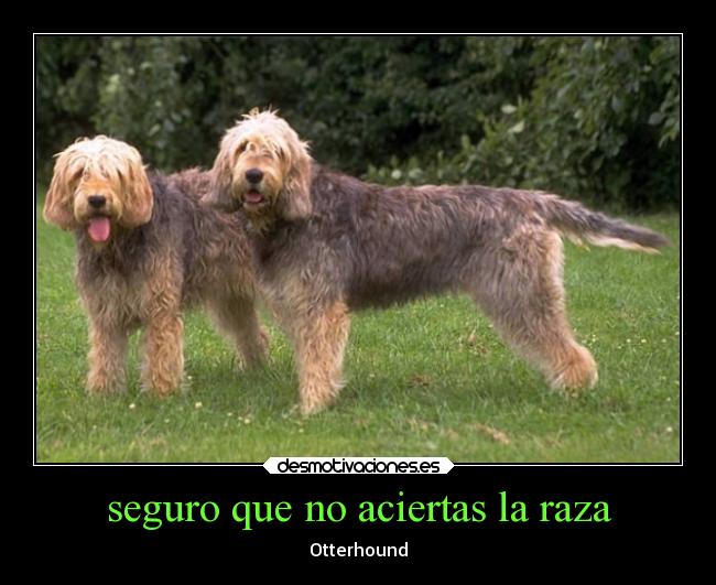 seguro que no aciertas la raza - Otterhound