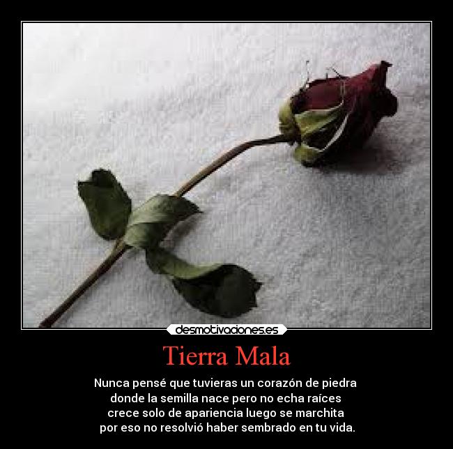 carteles desmotivaciones tierra mala florece desmotivaciones