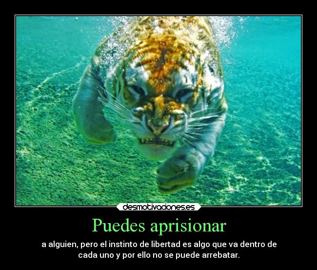 carteles desmotivaciones tigres leones todos quieren ser los campeones agua mala leche today desmotivaciones