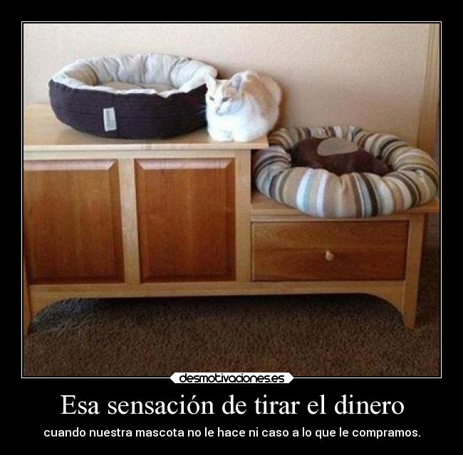 Esa sensación de tirar el dinero - 