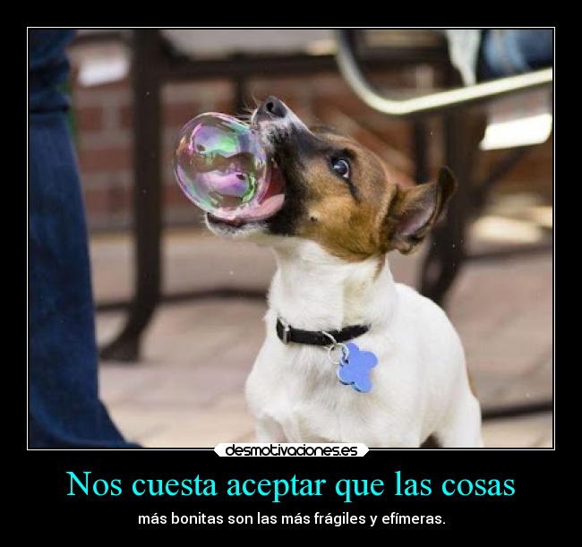 Nos cuesta aceptar que las cosas - más bonitas son las más frágiles y efímeras.