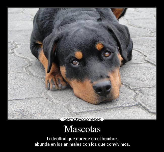 Mascotas - La lealtad que carece en el hombre,
abunda en los animales con los que convivimos.