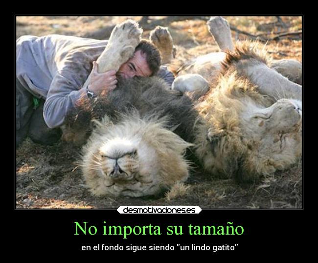 carteles gatos amor vida gatote desmotivaciones