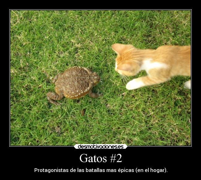 Gatos #2 -