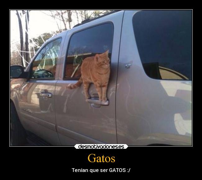 Gatos - Tenían que ser GATOS :/