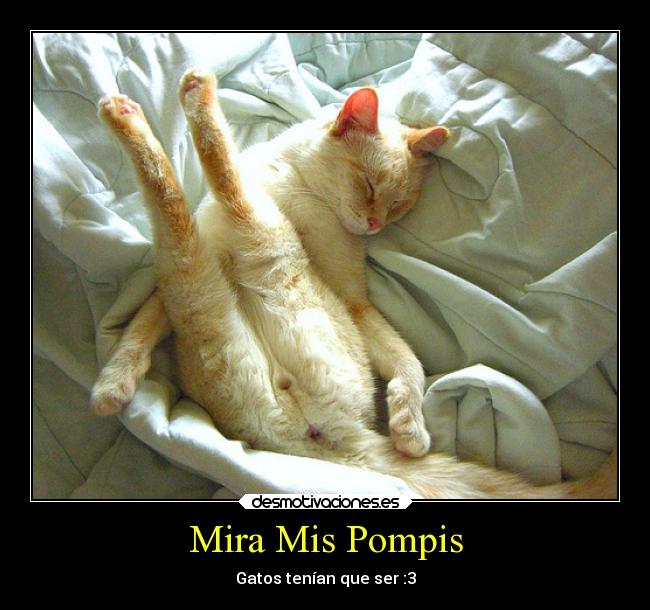 Mira Mis Pompis - Gatos tenían que ser :3
