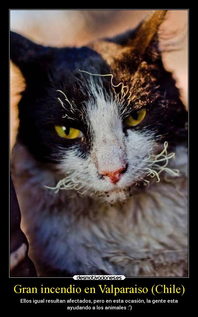 Gran incendio en Valparaiso (Chile) - Ellos igual resultan afectados, pero en esta ocasión, la gente esta
ayudando a los animales :)