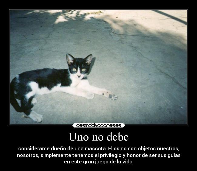 carteles gatos frases mascotas perros duenos desmotivaciones