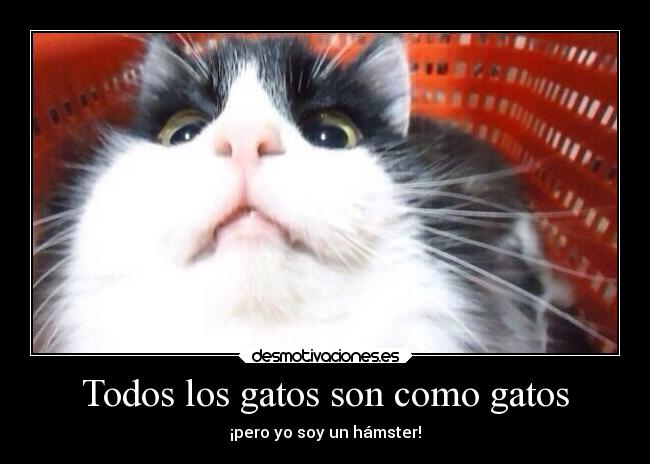 Todos los gatos son como gatos - ¡pero yo soy un hámster!