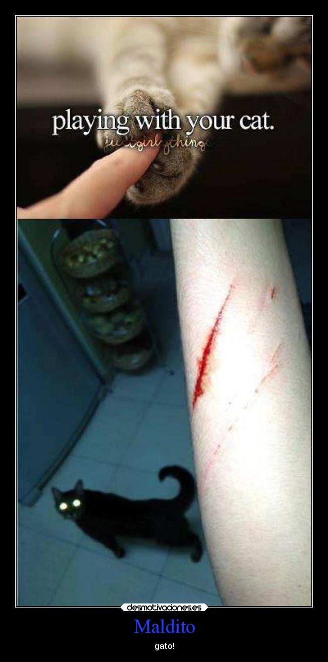 Maldito - gato!