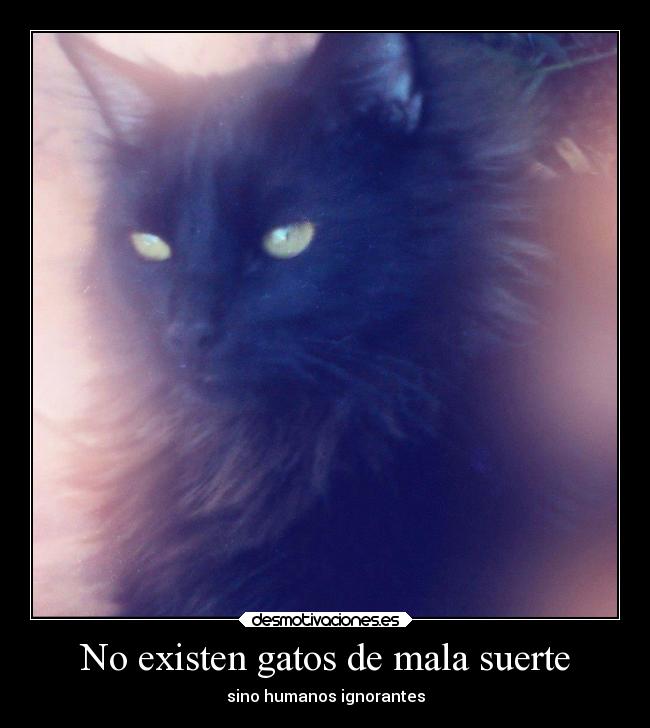 No existen gatos de mala suerte - 