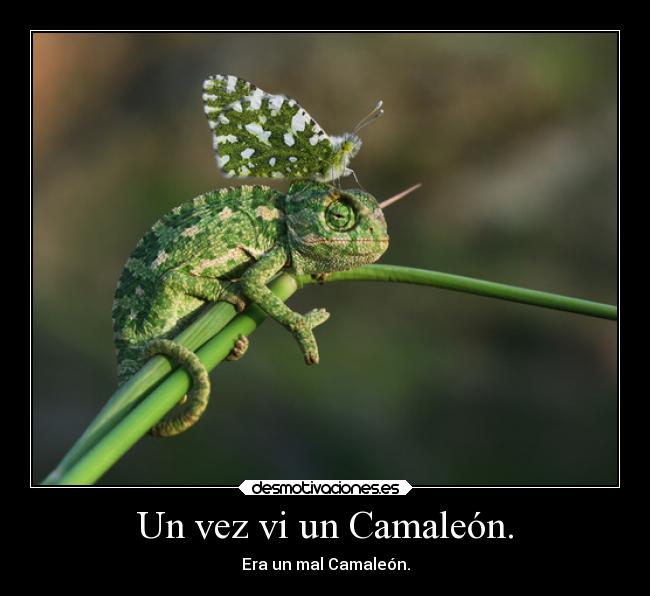 carteles gatos nosfezood desmotivaciones