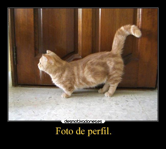 carteles gatos slipkdemon clandesplazado foto perfil desmotivaciones