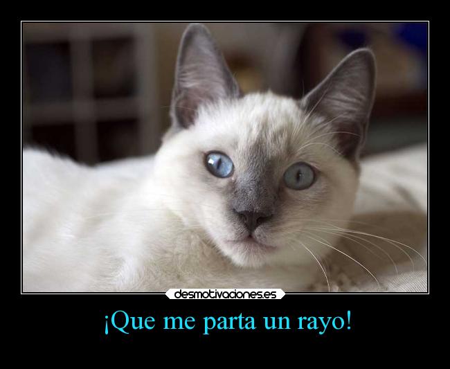 carteles gatos slipkdemon clandesplazado siames doble sentido desmotivaciones