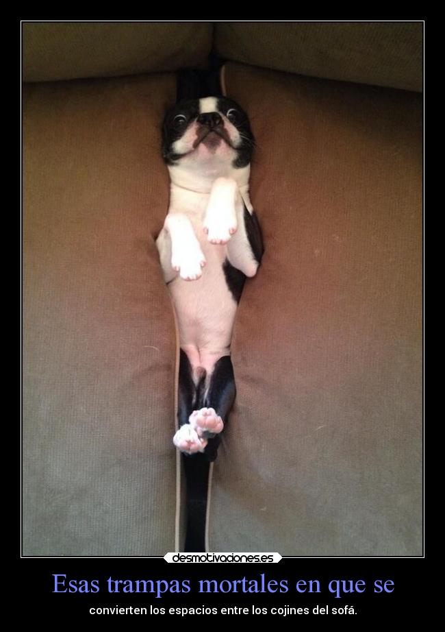 carteles humor alegria animales desmotivaciones