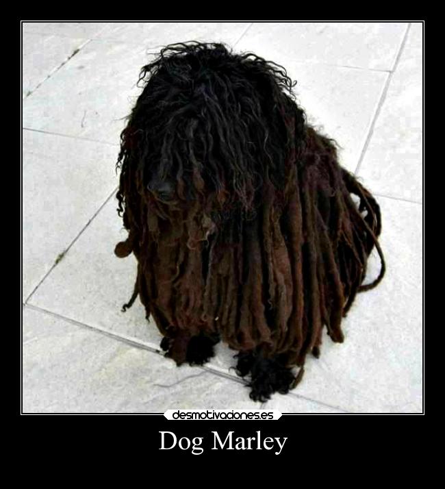 Dog Marley -