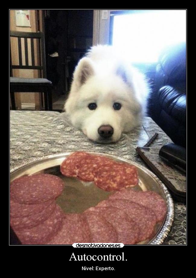 carteles humor animales perros mascotas autocontrol breathebreathe wisdom ejercitodemar desmotivaciones