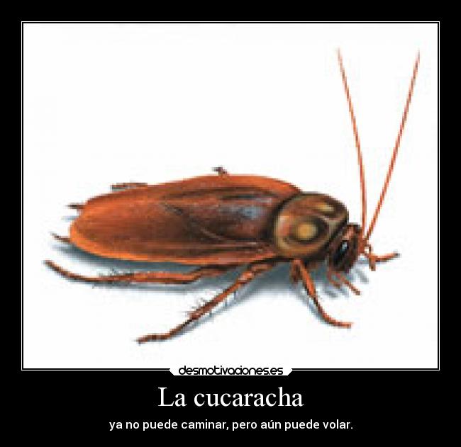 carteles humor cucarachas desmotivaciones