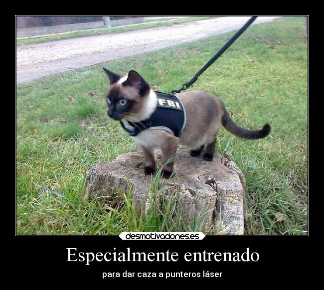 Especialmente entrenado - para dar caza a punteros láser