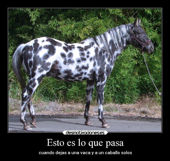 Esto es lo que pasa - cuando dejas a una vaca y a un caballo solos