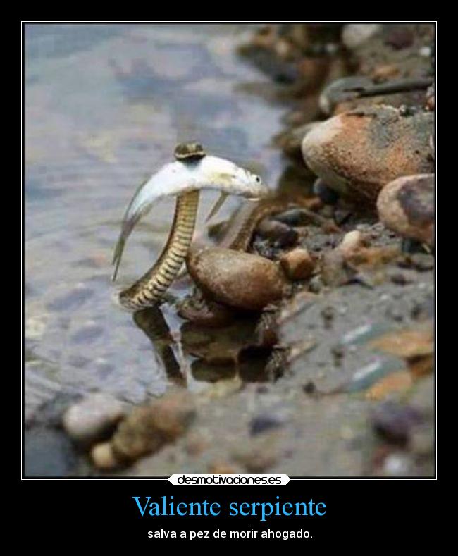 Valiente serpiente - salva a pez de morir ahogado.
