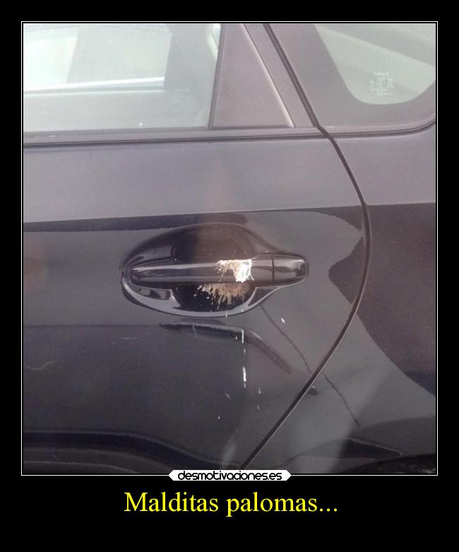 Malditas palomas... -