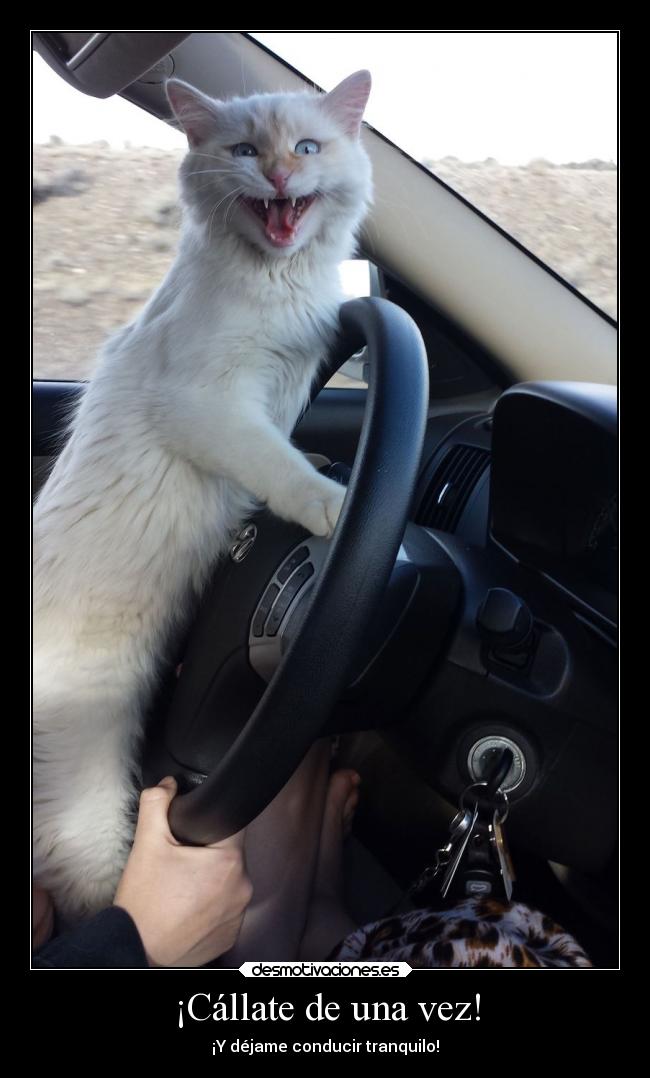 carteles humor gato conduciendo gritando loco volante desmotivaciones