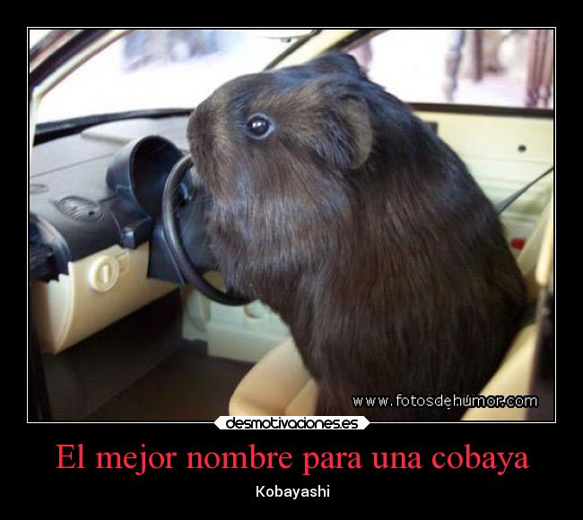 El mejor nombre para una cobaya - Kobayashi