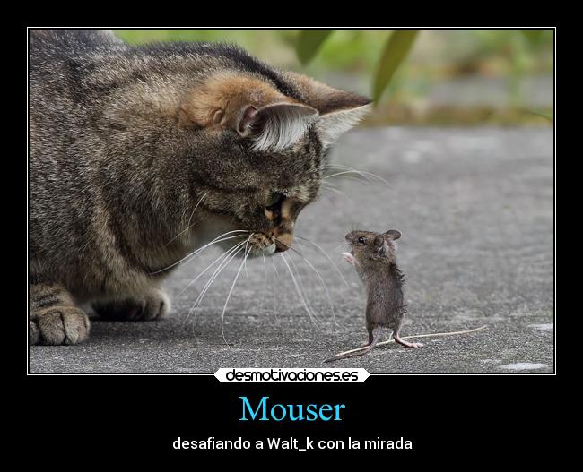 Mouser - desafiando a Walt_k con la mirada