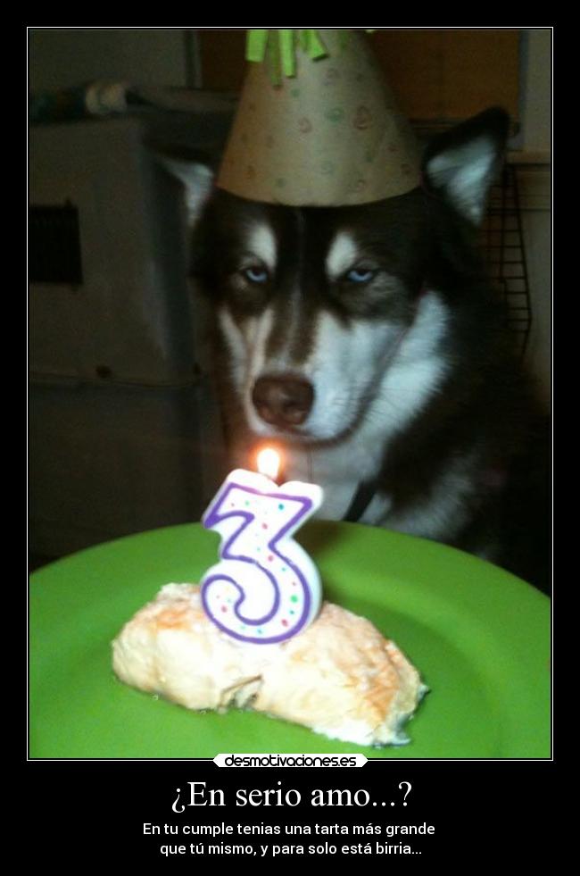 carteles humor perro enfadado celoso cumpleanos desmotivaciones