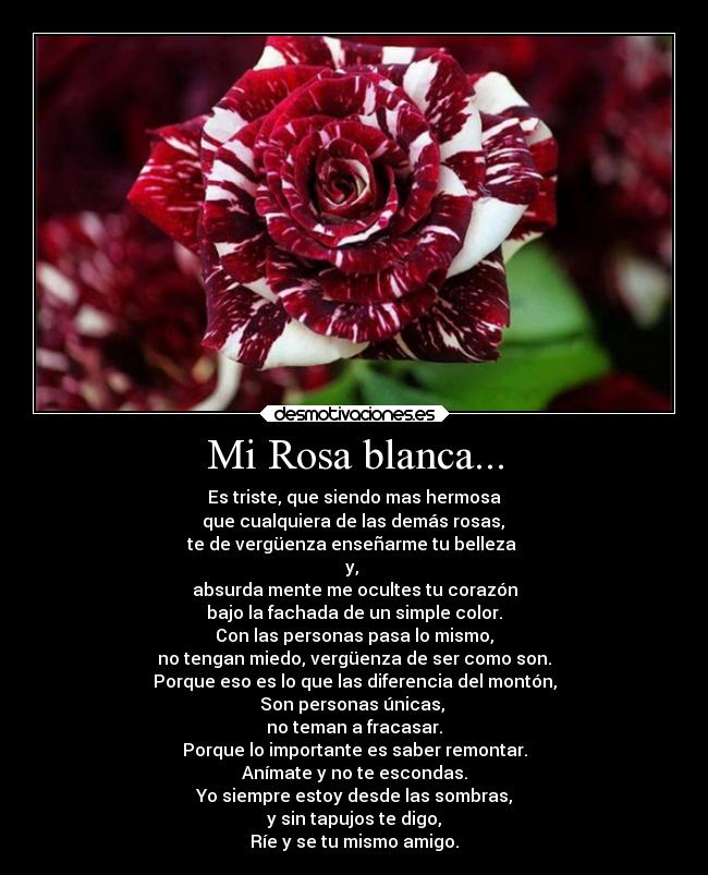 Mi Rosa blanca... - 