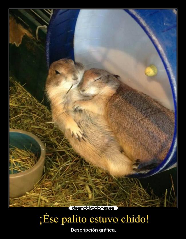 ¡Ése palito estuvo chido! - Descripción gráfica.