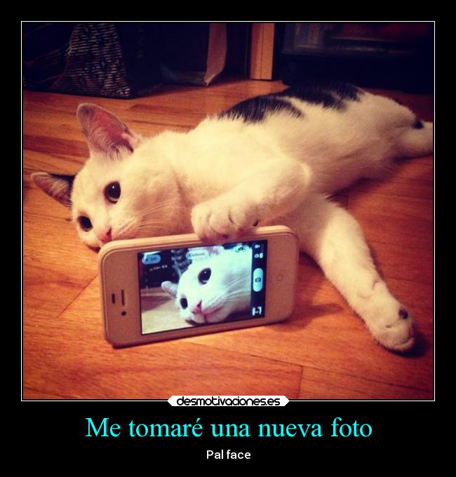 carteles internet graciosas gatos felicidad facebook arte animales desmotivaciones