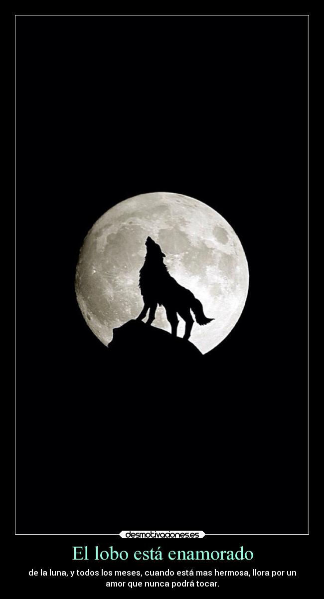 El lobo está enamorado - de la luna, y todos los meses, cuando está mas hermosa, llora por un
amor que nunca podrá tocar.