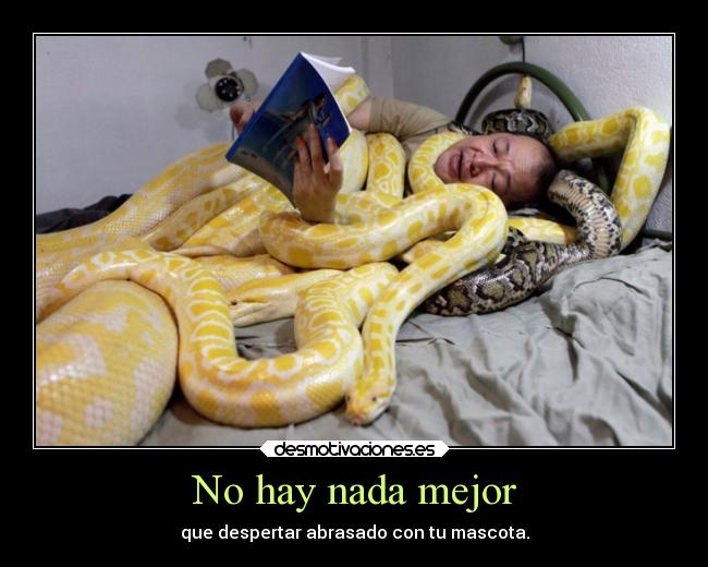 No hay nada mejor - que despertar abrasado con tu mascota.