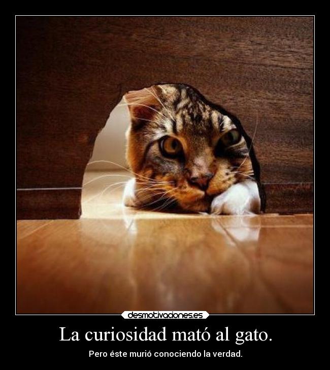 carteles muerte gatos curiosidad desmotivaciones